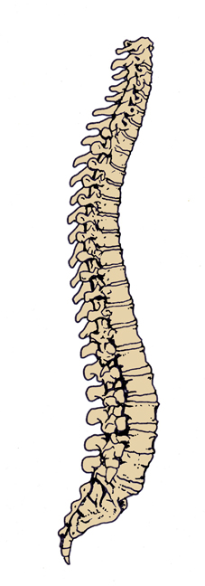 Spine bones